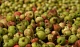 Россельхознадзор установил в Тульской области карантин из-за бактерий на плодовых деревьях
