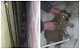 В Новомосковске волонтеры спасли щенков, застрявших в узкой щели между гаражами