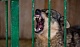 В Тульской области установлен карантин по бешенству животных